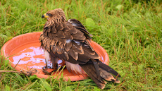 Schwarzmilan (15).jpg